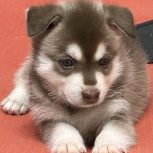 Brauner Alaskan Klee Kai
