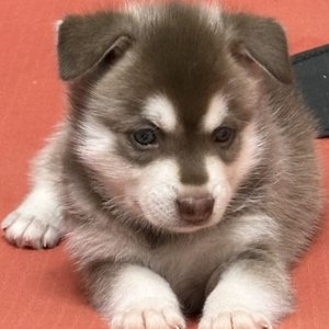Brown Alaskan Klee Kai puppy