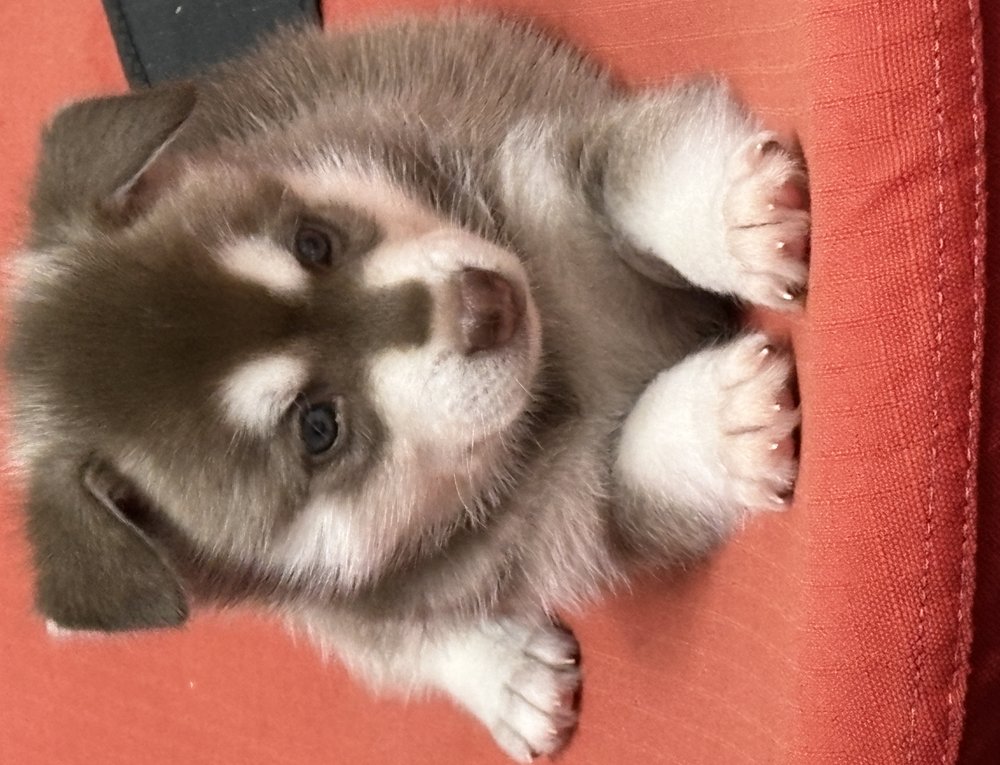 Alaskan Klee Kai Welpe der auf einem Sitz liegt