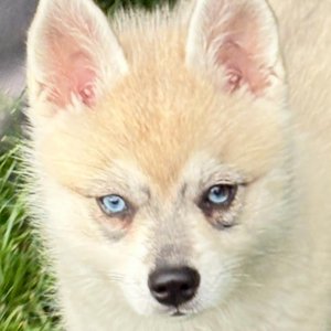 White Alaskan Klee Kai with blue eyes